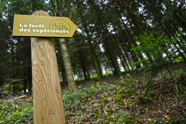 Forêt des expériences - avis