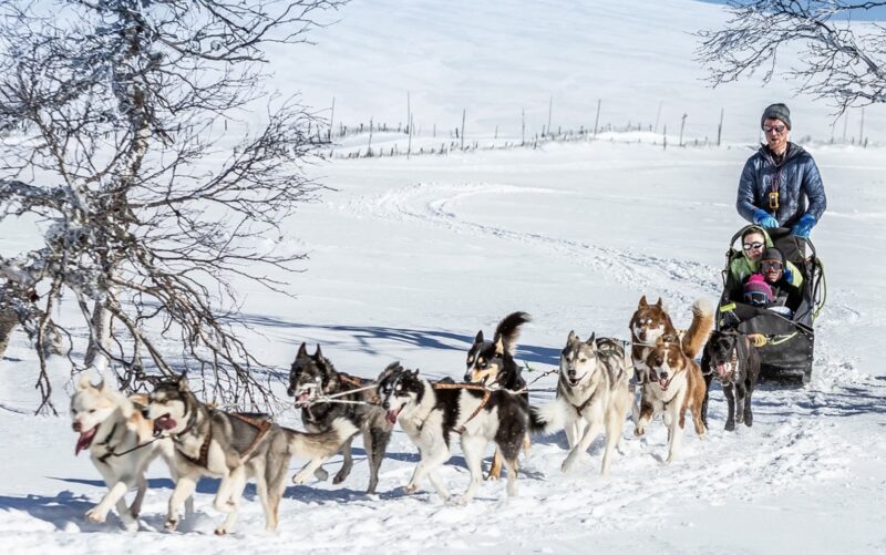 Chien de traineau autour de Lyon