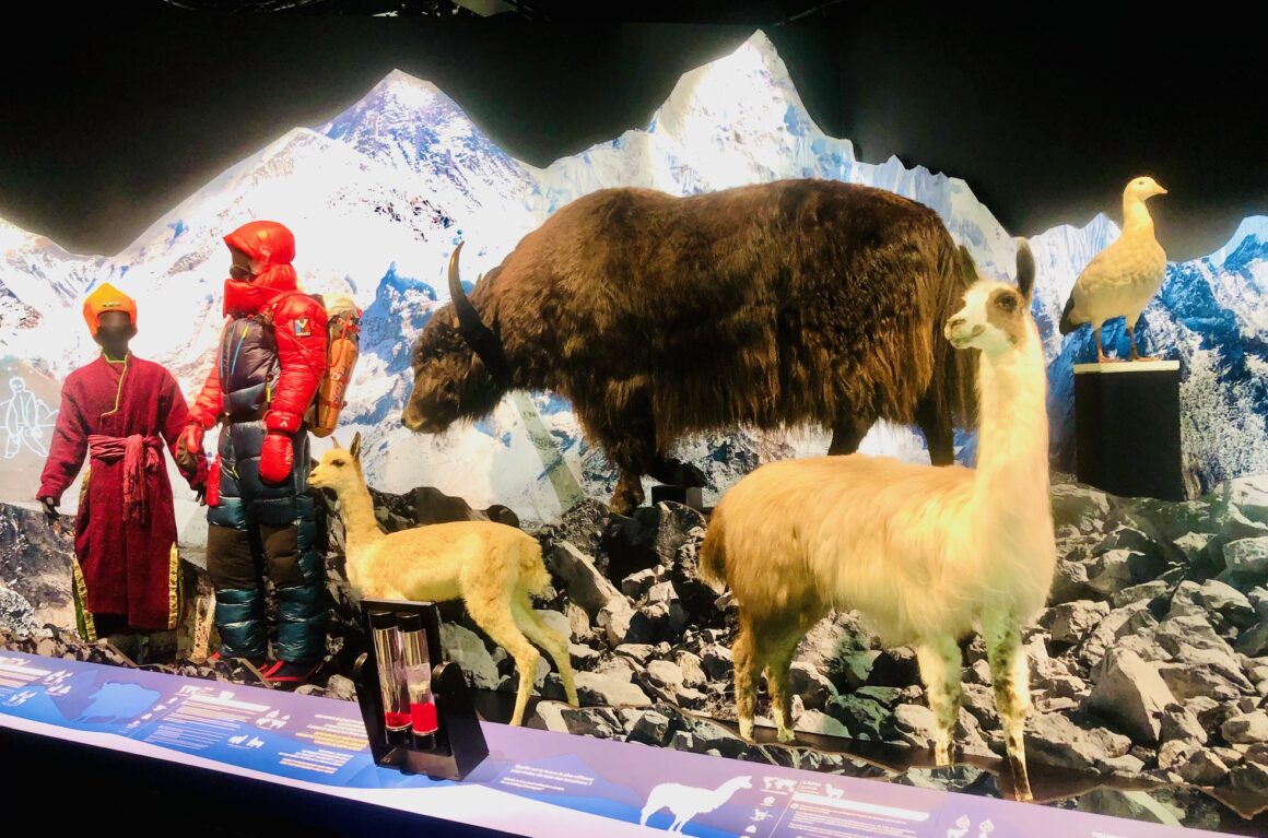 "Trop forts !", la nouvelle expo spéciale enfants du Musée des Confluences