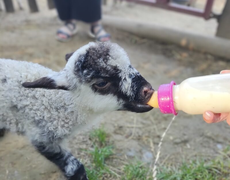 Petite chèvre nourrie au biberon