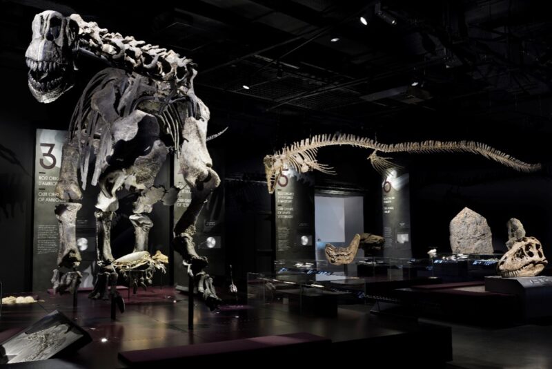 Squelette de dinosaure dans un musée Squelette de dinosaure dans un musée