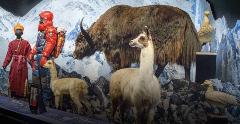 Animaux vivant dans des conditions extrèmes Animaux vivant dans des conditions extrèmes