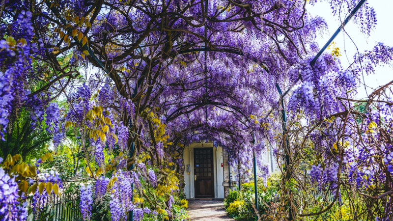 Le Festival des Glycines c'est tout le mois d'avril 2025 dans le quartier de Montchat ! A découvrir en famille. 