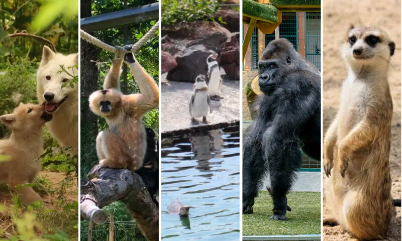 Parcs animaliers autour de Lyon