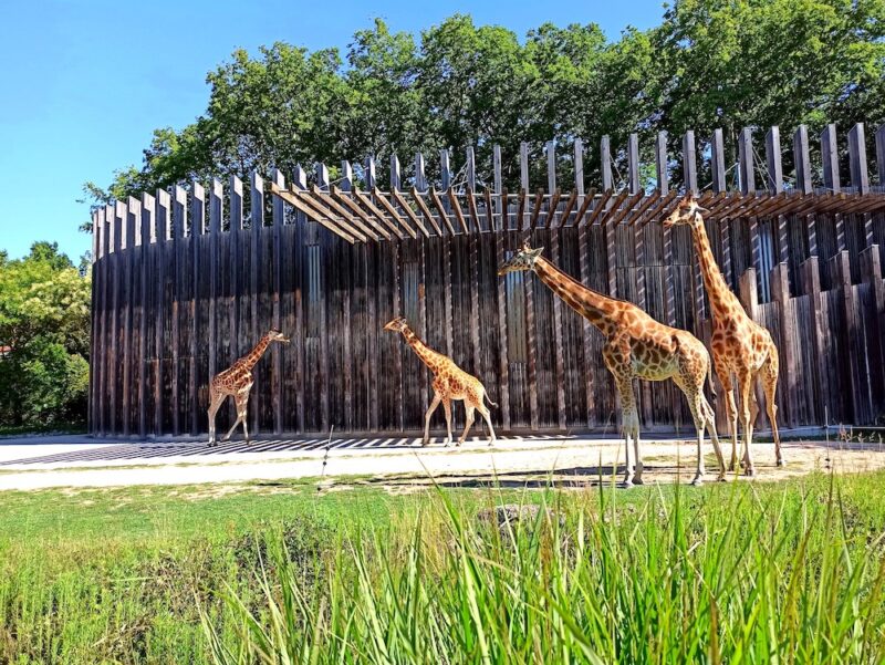 Que faire à Lyon en famille ce week-end (10 et 11 mai 2025) ? Visite en famille : Découverte du parc zoologique du parc de la Tête d'Or samedi 10 mai 2025, dès 6 ans