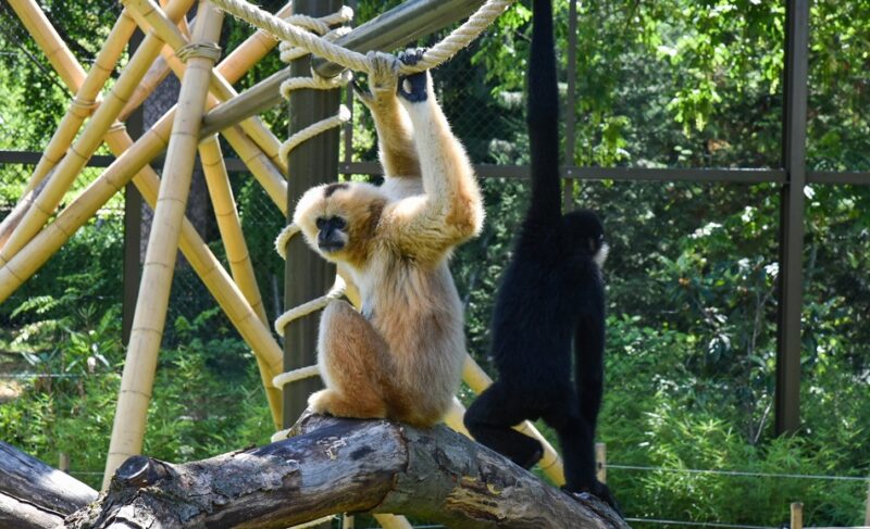 Atelier SOS Primates au Parc de la Tête d'Or samedi 21 juin à 10h, pour les 6 à 12 ans.