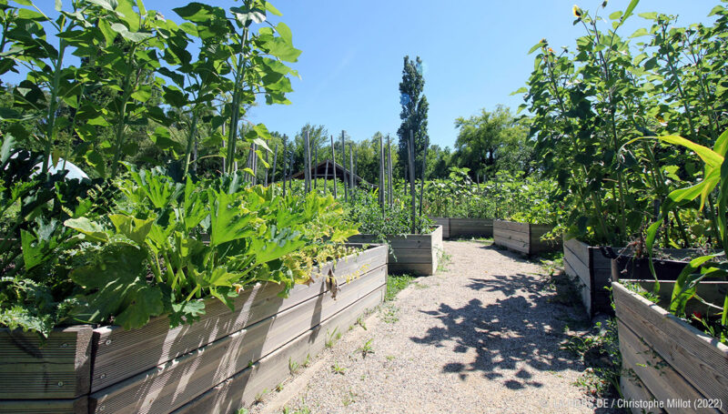 Atelier jardinage de saison à L'iloz' pour un dimanche après-midi nature ce 29 juin 2025. 