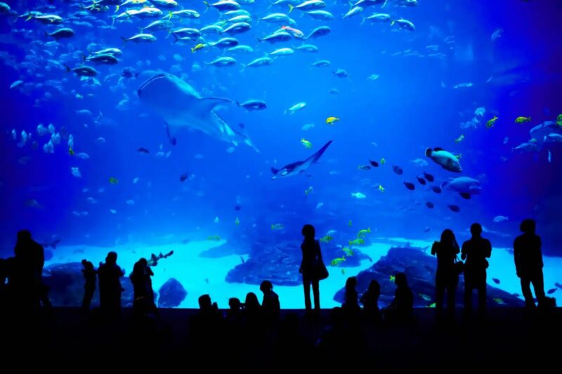 Découvrez la nouvelle extension de l'Aquarium de Lyon dès le 18 décembre 2025